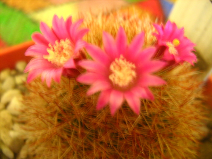 mammillaria spinosisima ,,  red - cactusii mei