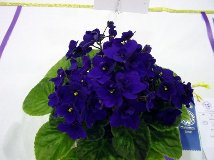 Optimara_Wisconsin_2005avsa - violete de pe net 1