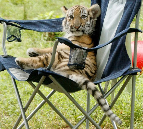 Puiut de tigru pe scaun - Tigri