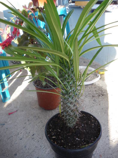 Palmier de Madagscar ( Palmier tepos) - flori si plante ornamentale