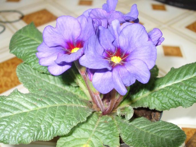 primula; Primula
