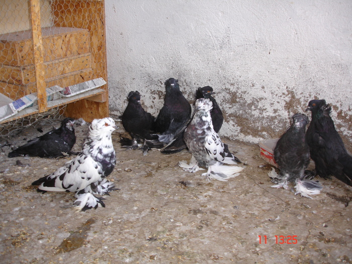  - Porumbei mei Uriasi Maghiari