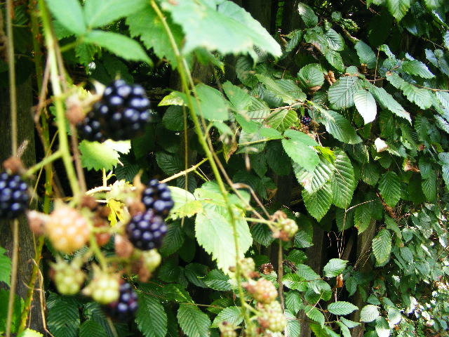 DSCF4909 - Firiza_Maramures