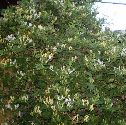 caprifoi alb - flori de gradina 2009
