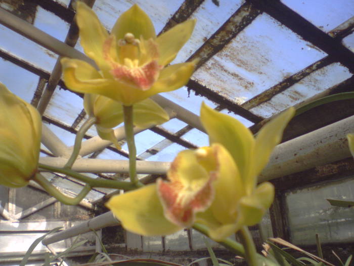 Cymbidium (mar) - gata