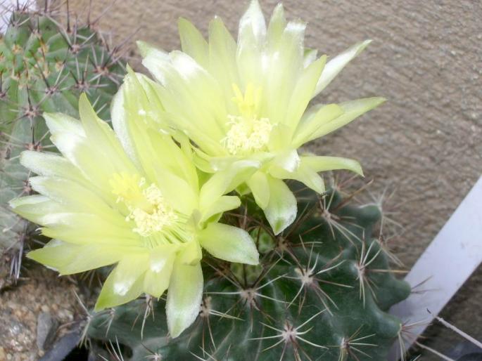 Hamatocactus setispinus v. flavibacatus - cactusi