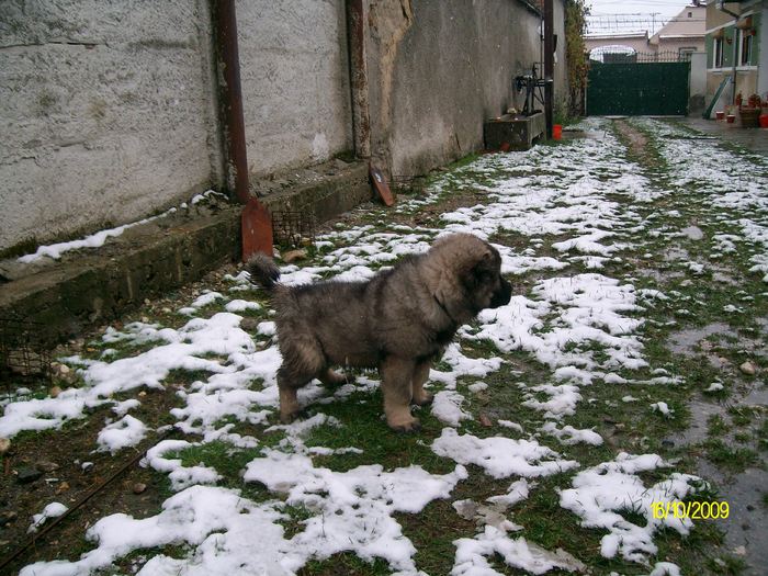 Fak pipi - Cainele meu- Rocky CIOBANESC CAUCAZIAN