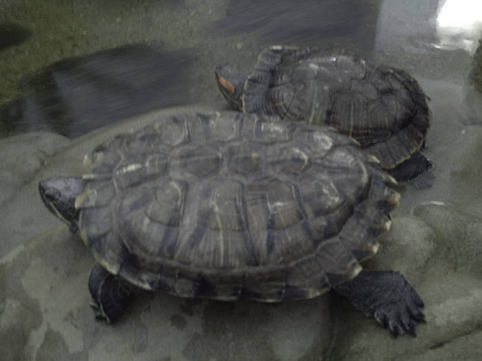 PICT0124 - EXCURSIE  in DELTA