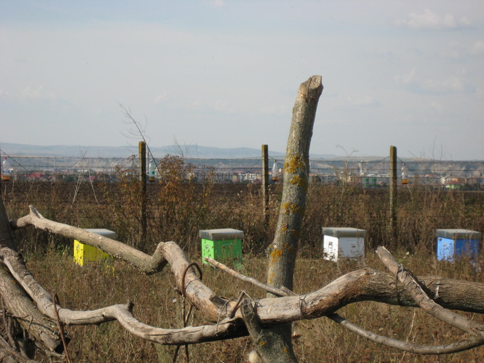 IMG_0063 - Stupina personala in 2009