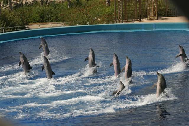 Dolphins_at_L_Oceanografic.sized[1] - imagini oceanu grafic VALENCIA