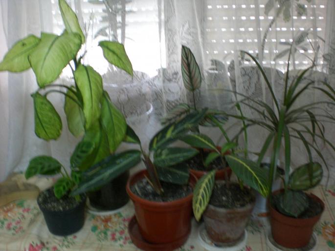 Picture 059 - w 2007 florile mele