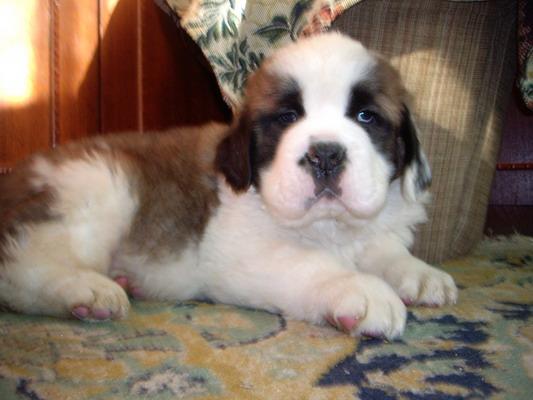 Saint Bernard - animale aduse pe comanda