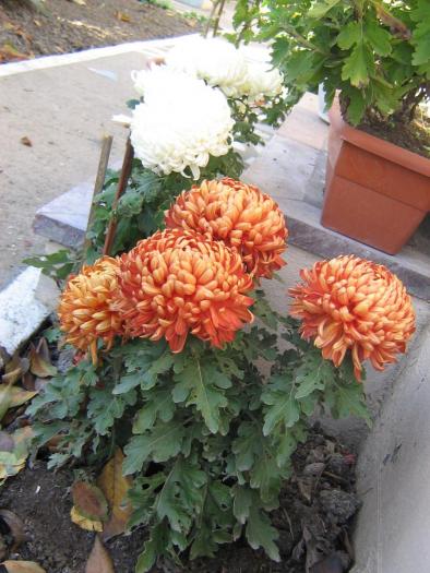 picture 569 - crizanteme  2008