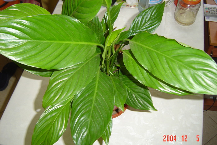 spathiphyllum - florile mele in 2009