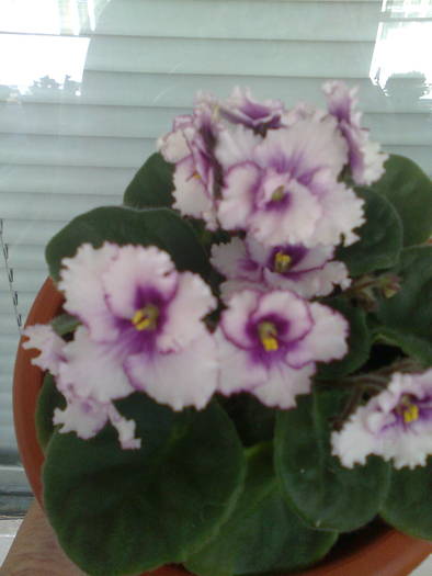 PUI DIN ALB-GRENA FRANJURAT PRINS DIN FRUNZA 1