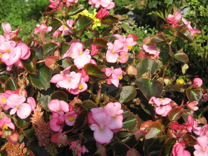 begonie - florile mele