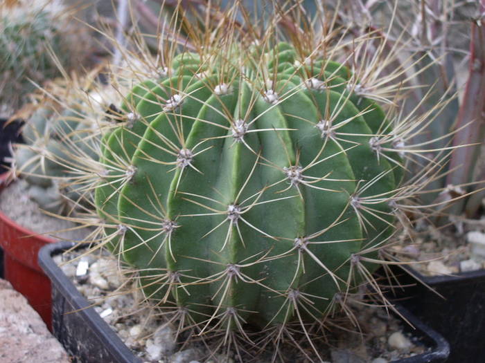  - Fotografii cactusi - suculente 2009