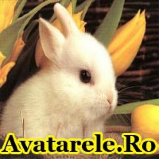 MBJVKRRQLGRUFRFTZUN[1] - poze avatare animalae