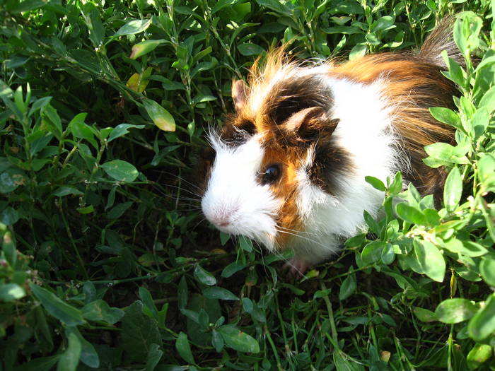 Cavia porcelus