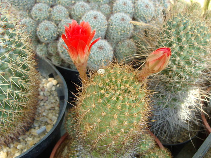 Lobivia sp.4 - Lobivia-Echinopsis