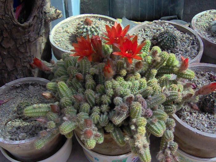 IM000229 - 1 poze vechi cu Flori si Cactusi