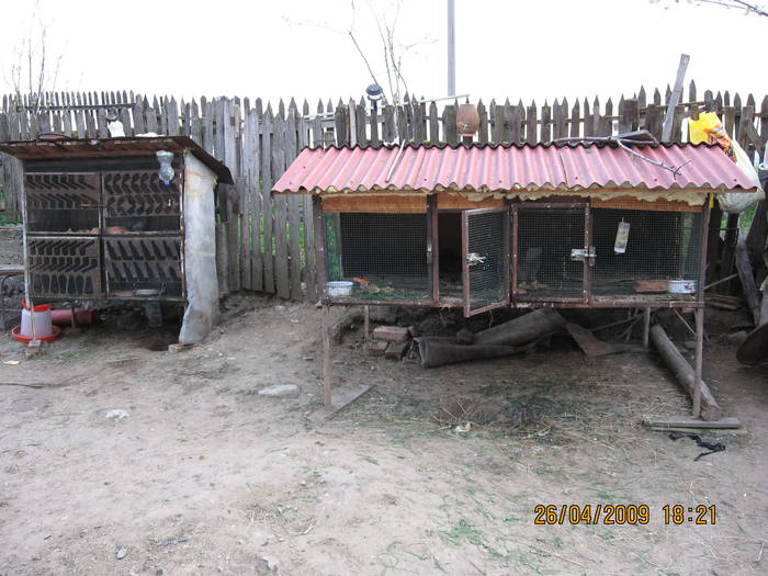 custile iepurilor - poze noi 26-04-2009