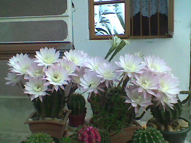 Imag037