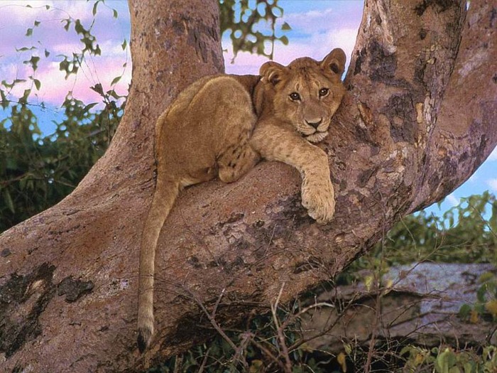 webshots1017 - Animale