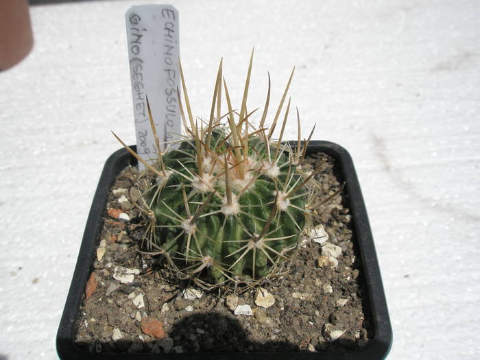 Echinofossulo nr. 12 - Echinofossulocactus