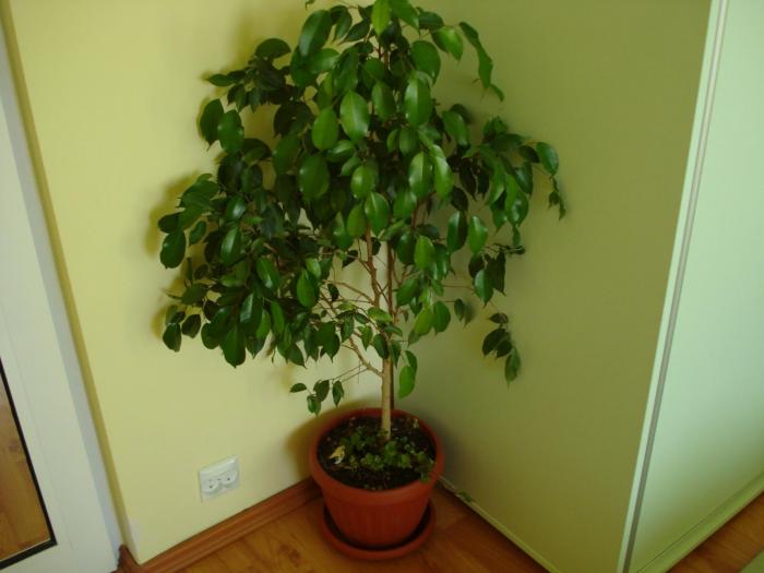 FICUS BENJAMIN - FLORILE MELE