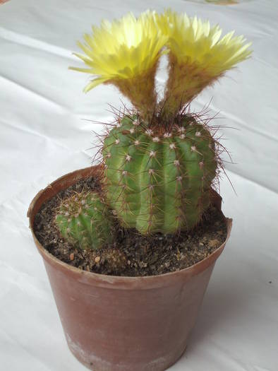 Notocactus ottonis - colectia mea de cactusi