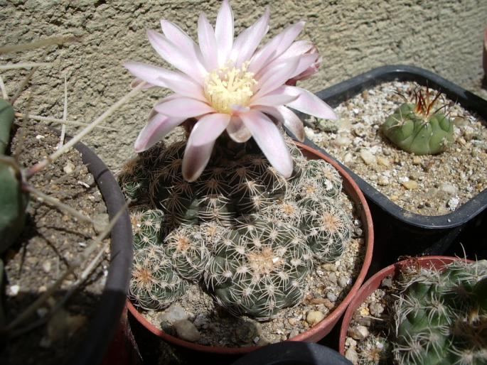 Gymnocalycium bruchii - Gymnocalycium