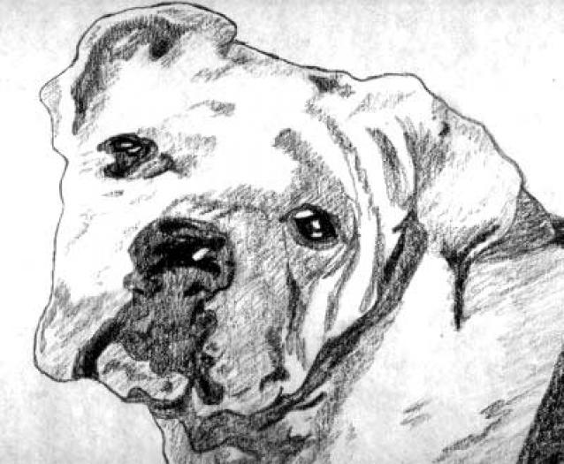 English Bulldog1 - NET grafica caini