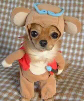 dogweirdcostume05