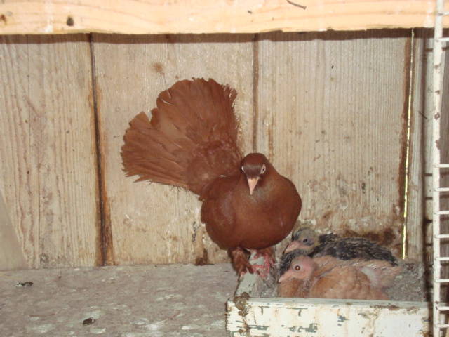 DSC03626 - roller  poze 2009