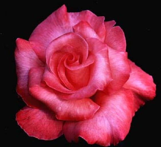 ai132386n440456 - animale si flori