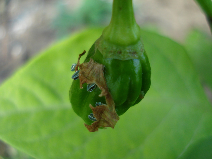 Habanero Pepper (2009, September 25)