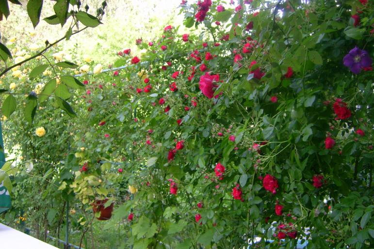 gradina 2008 003