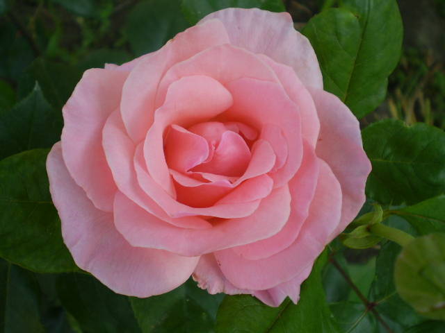 P5191571 - trandafiri