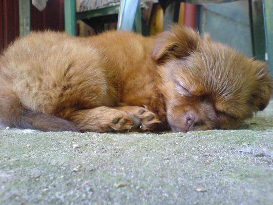 dupa joaca face nani