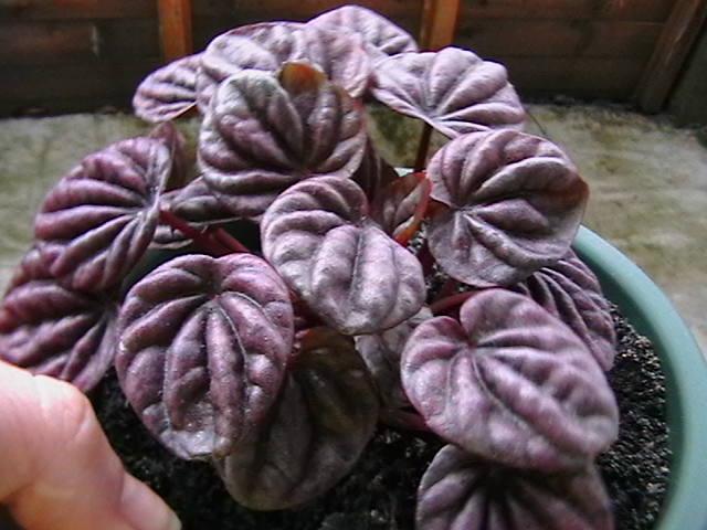 peperomia - oxigenul din case 2009