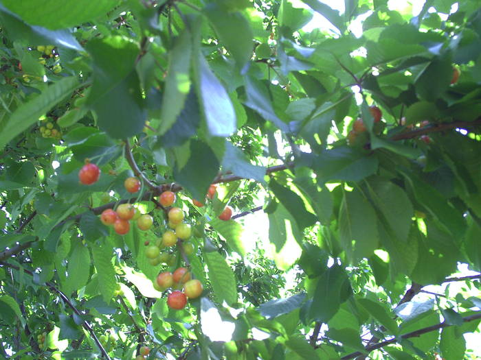 ciresele - GRADINA-2009