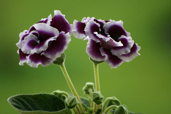 Sinningia speciosa Burgundy Queen - plante 2009