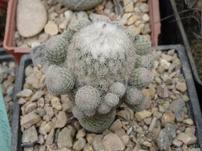 P1030259 - Cactusi