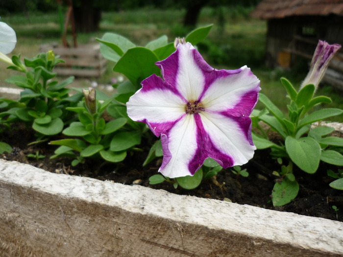 P1000272 - plante flori 2009