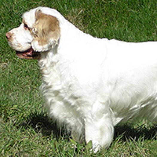 clumber-spaniel-001