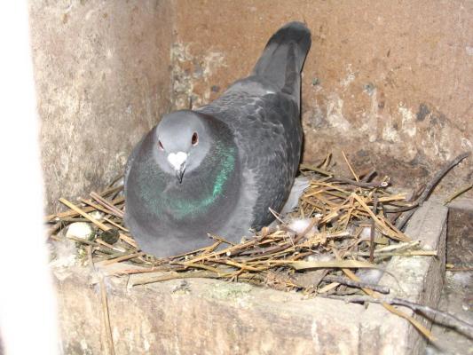 Mascul 2005