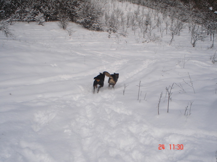 DSC08728 - Bella ianuarie 2010