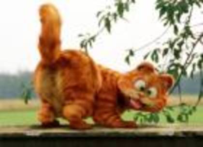 garfield