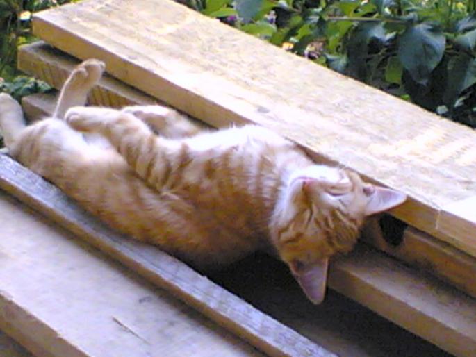 a dormi \"bustean\"... :)) - pisici din 2007